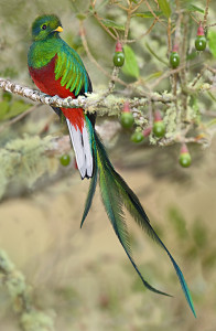 quetzal-bird-1