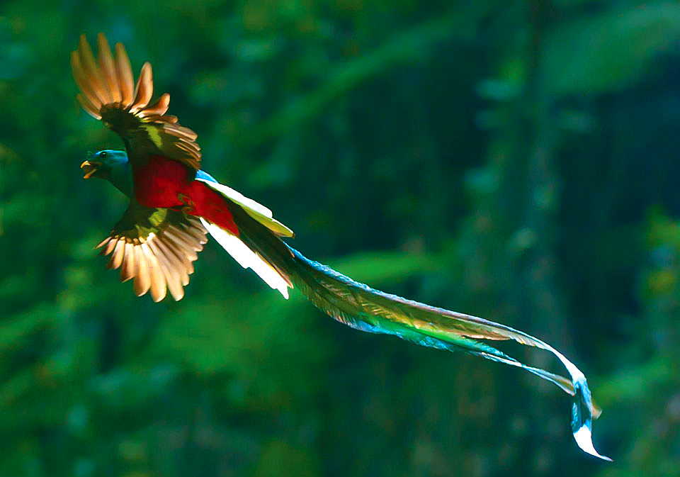 quetzal
