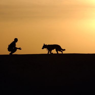 dog-659856_1920