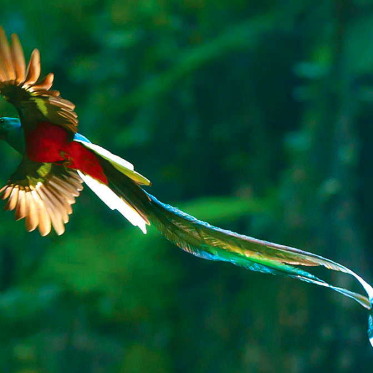 quetzal