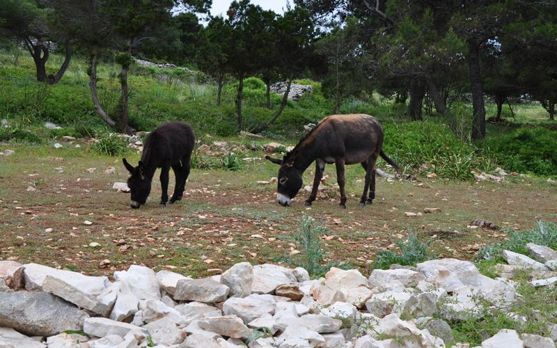 Utočište za magarce