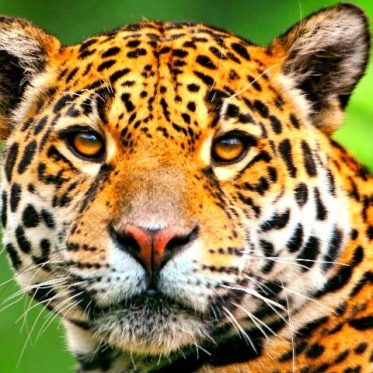 jaguar-grande1