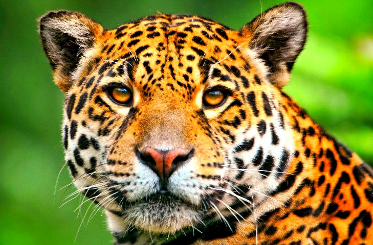 jaguar-grande1