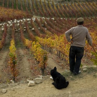portugal-man-dog-vineyard_24107_600x450