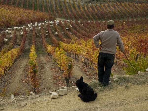 portugal-man-dog-vineyard_24107_600x450